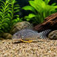Sterbia Cory Catfish (Corydoras sterbai)