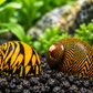 Tiger nerite snails with vivid yellow and black striped shells on dark aquarium substrate