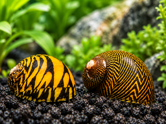 Tiger nerite snails with vivid yellow and black striped shells on dark aquarium substrate