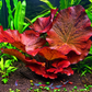 Red Tiger Lotus live aquarium plant with broad red and burgundy leaves growing in a planted freshwater tank