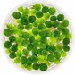 Salvinia Minima floating aquarium plant with bright green textured leaves in a clear container on a white background