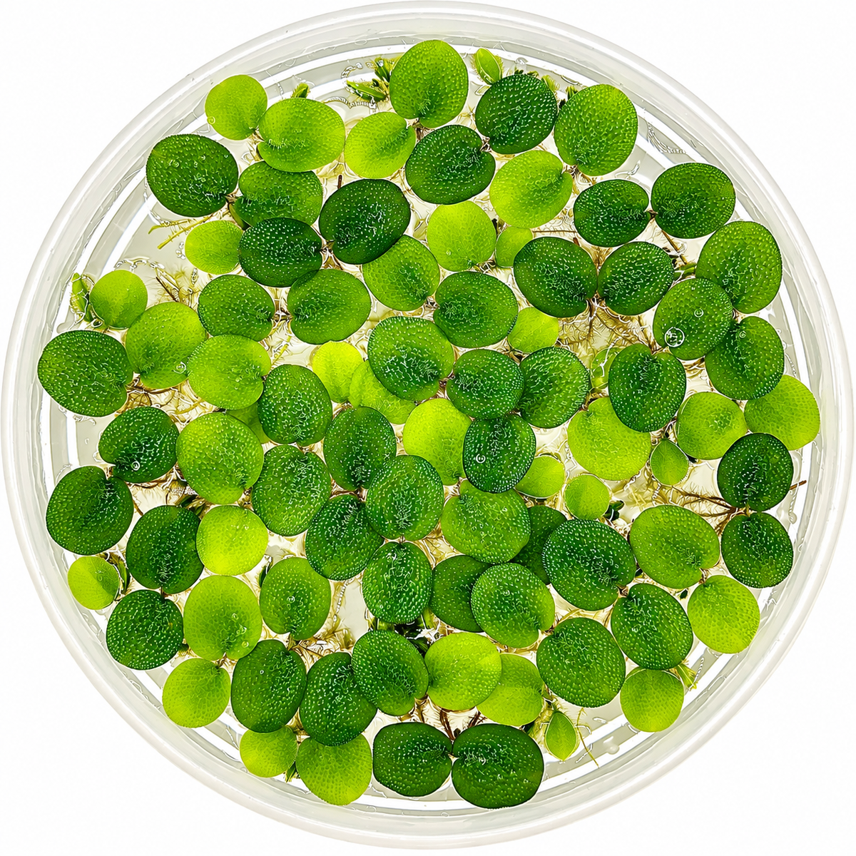Salvinia Minima floating aquarium plant with bright green textured leaves in a clear container on a white background