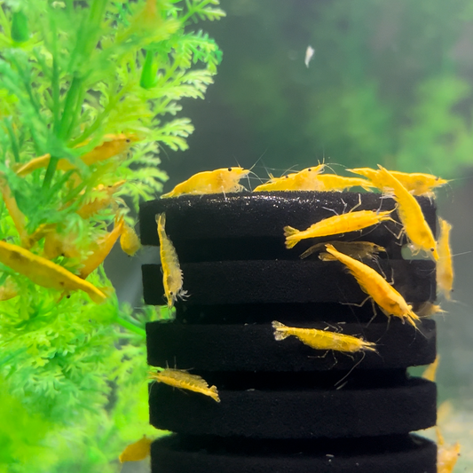 Buy Yellow Golden Back Shrimp Online