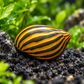 Zebra nerite snail with bold yellow and dark striped shell in a planted freshwater aquarium