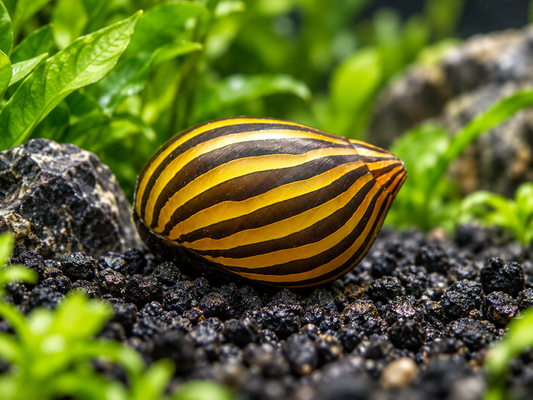 Zebra nerite snail with bold yellow and dark striped shell in a planted freshwater aquarium